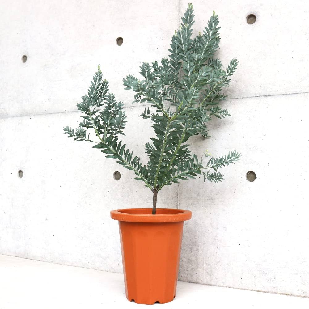 Amazon.co.jp: アカシア ブルーブッシュ 7号茶鉢 1個売り【品種